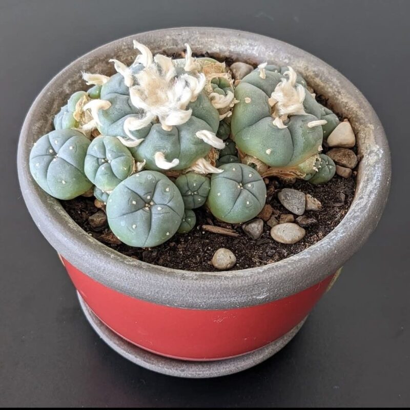 Lophophora Williamsii for Sale
