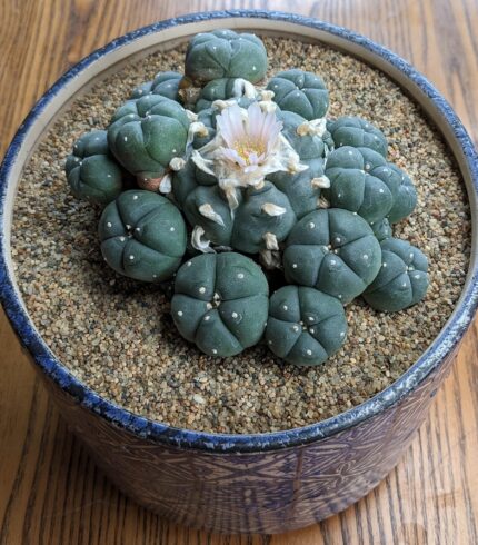 Buy Lophophora Williamsii