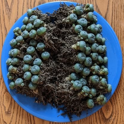 Lophophora Williamsii Seedlings for Sale