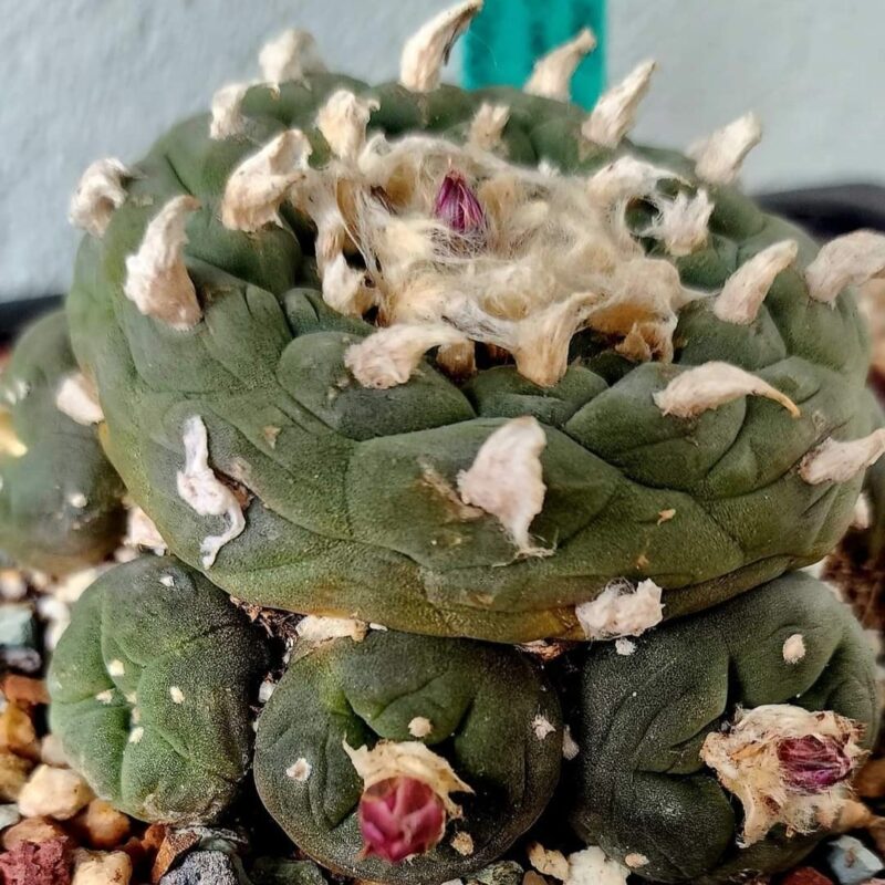 Mature Flowering Peyote Cactus for Sale