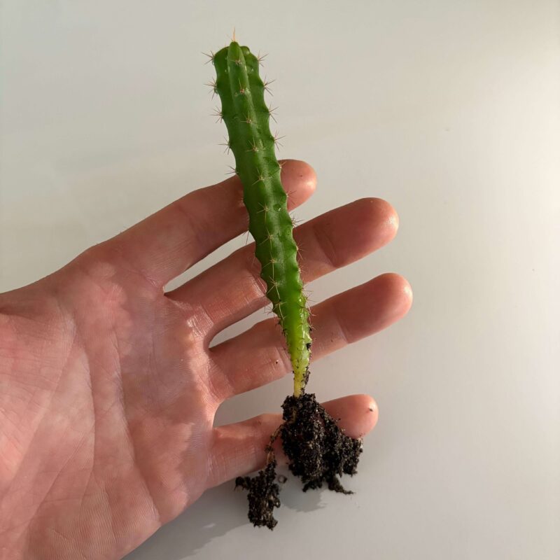 Bolivian Torch Cactus Seedlings for Sale
