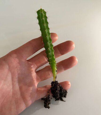 Bolivian Torch Cactus Seedlings for Sale