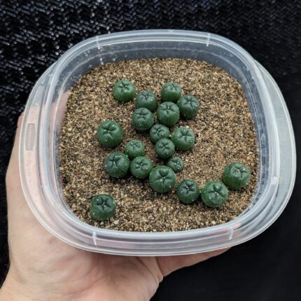 Peyote cactus Seedling for sale