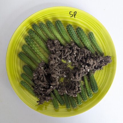 San Pedro Cactus Seedlings for Sale