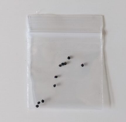 Peyote Cactus Seeds for Sale